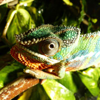 Rudi, das Chameleon