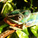 Saint Chameleon