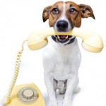 Der Hund im Büro kann ja auch mal arbeiten