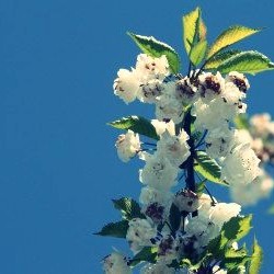 blauerhimmel_350px