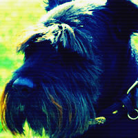 hund