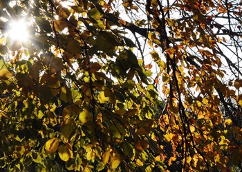 herbst_gegenlicht