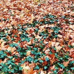 herbst_laub