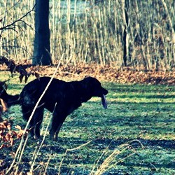 hund_fris