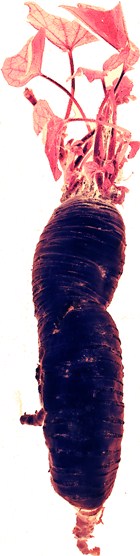 Bryonia dioica (Foto: H. Zell, GNU 1.2)