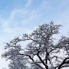 winter_baum_himmel