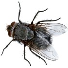 Fliege (Foto: Amada44)