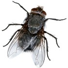 Fliege (Foto: Amada44)