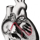 Herz (Bild: Gray's Anatomy of the Human Body, 1918, PD)