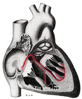 Herz (Bild: Gray's Anatomy of the Human Body, 1918, PD)