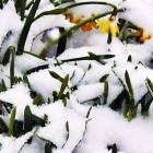 Winter Schnee Blume