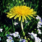 Blume 3250 (Foto: AW)