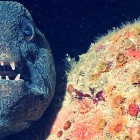 Eel