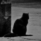 katze (Foto: der.wirt)