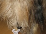 Brilli nach der Ziehung frisst die Lose auf Brilli nach der Ziehung frisst die Lose auf