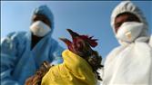 A New Bird-Flu Pandemic on the Rise?