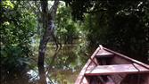 Coca Trade Growing in Amazon Lowlands