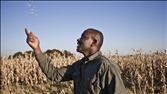 Farm Life is a Boon to Black South Africans