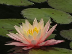 Seerose