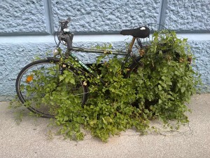 radl-grün
