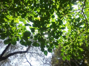 Frühling