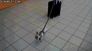 luggagegiphy