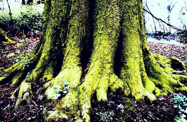 Baum © 2002 Hagen G. Jung