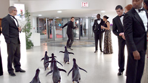 Mr. Poppers Pinguine (Mark Waters)