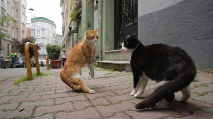 Kedi - Von Katzen und Menschen (Ceyda Torun)