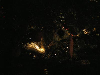 Baum2