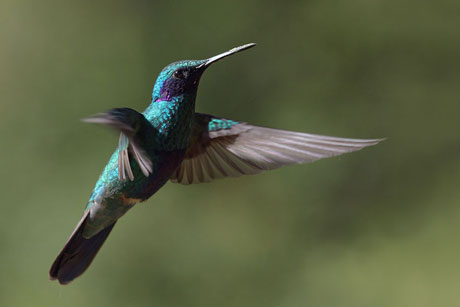 Manteles Kolibri