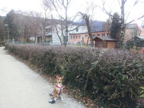 kleiner_hund