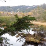 Reise (F.K.)