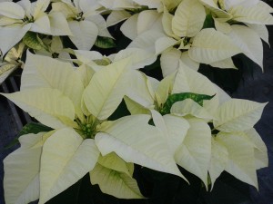 Weiße Rosen stehen bekanntlich für Treue. Weiße Weihnachtssterne ebenso?