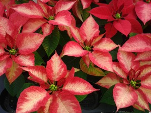 Weihnachtssterne gibt es in vielen unterschiedlichen Variationen. Hier ein besonders schöner.