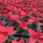 Feuerrote Weihnachtssterne gehören einfach zum Advent.