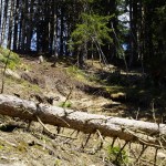 Wälder schützen nicht vor Murenabgängen. Vor allem dann, wenn das Wasser massiver Regenschauer in Fichten-Monokulturen oberflächlich auf den Nadeln abläuft, die den Boden bedecken und versiegeln (Bild: Werner Kräutler)