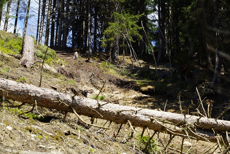 Wälder schützen nicht vor Murenabgängen. Vor allem dann, wenn das Wasser massiver Regenschauer in Fichten-Monokulturen oberflächlich auf den Nadeln abläuft, die den Boden bedecken und versiegeln (Bild: Werner Kräutler)