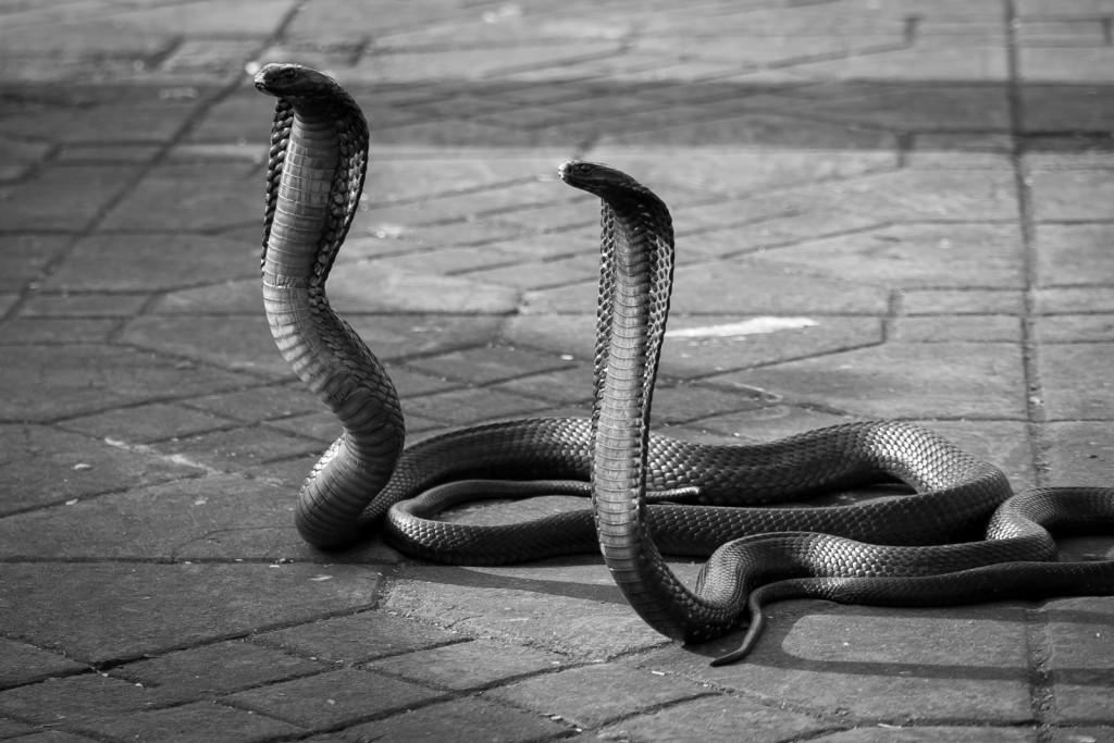 (c) Manu Méndez, Cobras, flickr.com