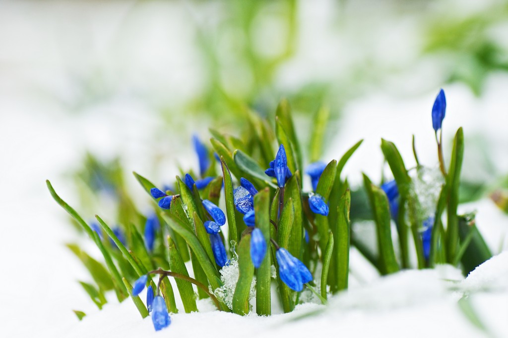 (c) Nana B Agyei, Oh Spring !, flickr.com