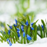 (c) Nana B Agyei, Oh Spring !, flickr.com