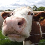 (c) Orangeaurochs, Cow, Tetworth, Cambridgeshire, flickr.com