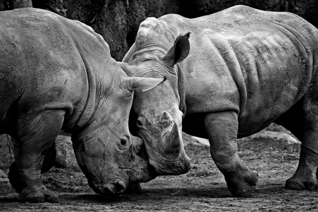 c) Paul Hudson, Rhino, flickr.com