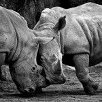 c) Paul Hudson, Rhino, flickr.com
