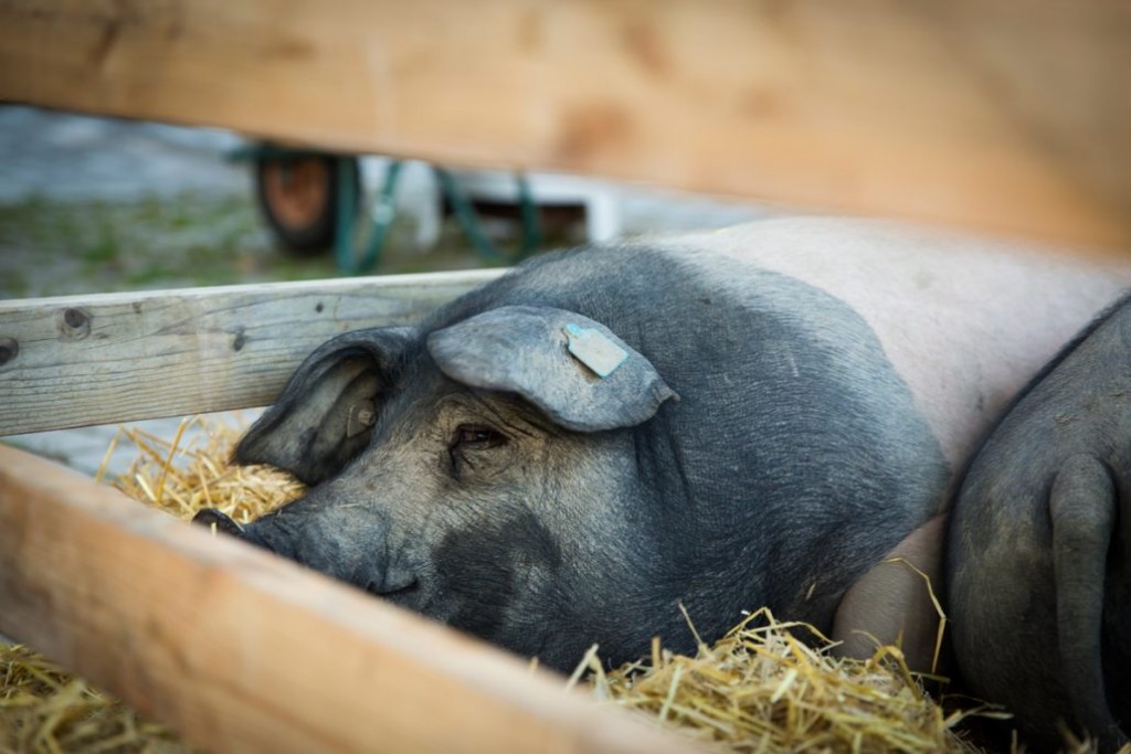 Schweine schlachten, Musik hören, Natur genießen