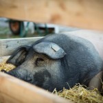 Schweine schlachten, Musik hören, Natur genießen