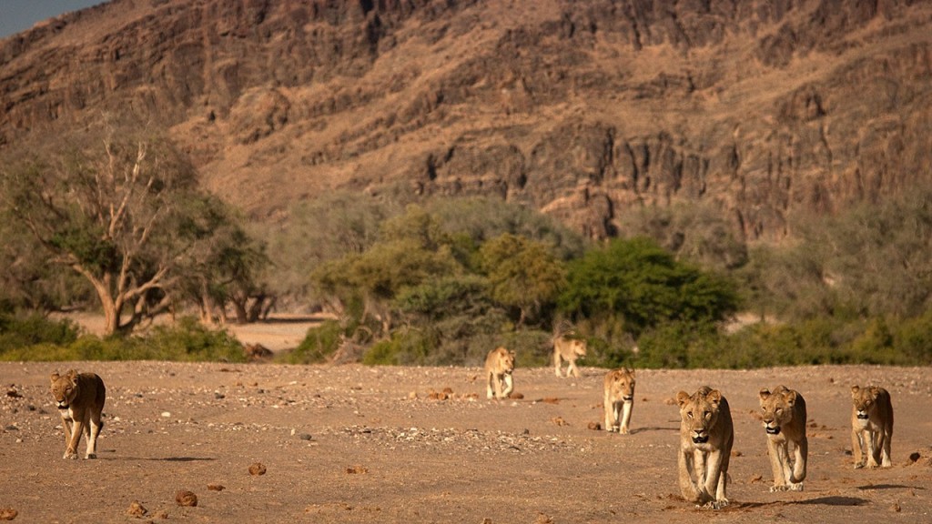 #6 Vanishing Kings. Lions Of The Namib II