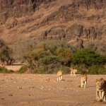 #6 Vanishing Kings. Lions Of The Namib II