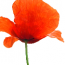 prasentation-wissensmanagement-im-enterprise-2-0-der-wikipedia-irrtum-jetzt-online