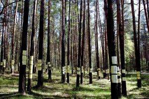 Gedenkort für die dort Ermordeten im Wald von Blagowschtschina bei Maly Trostinez